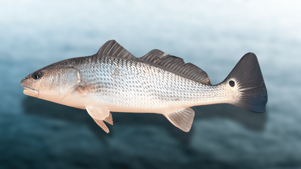 red-drum-fish-taste