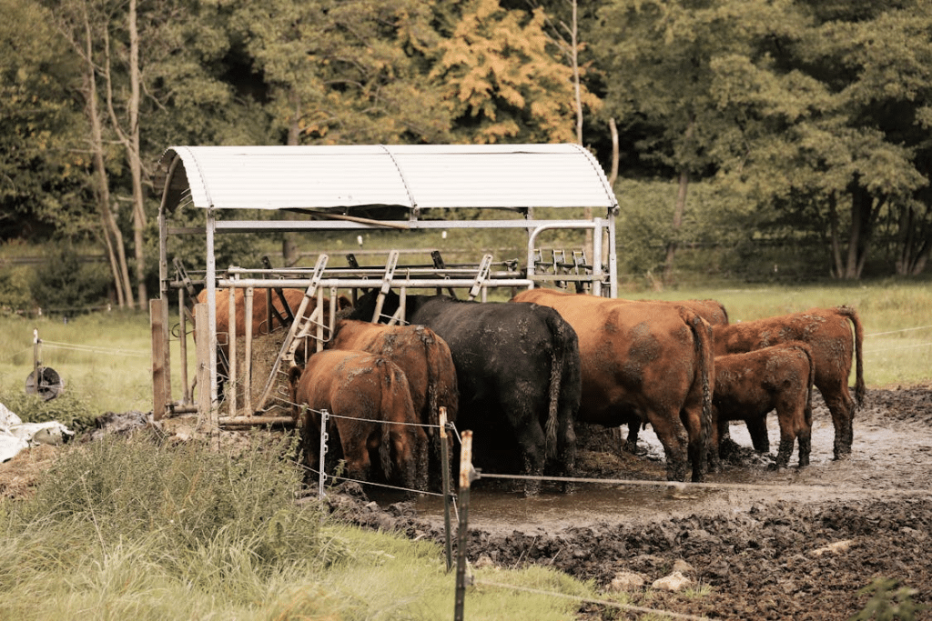 The Growing Popularity of Sustainable and Ethical Food Sources