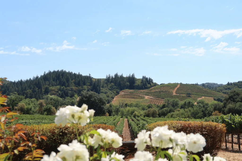World-Class Wine Havens to Visit