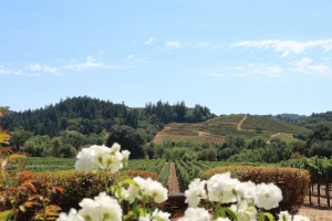 World-Class Wine Havens to Visit