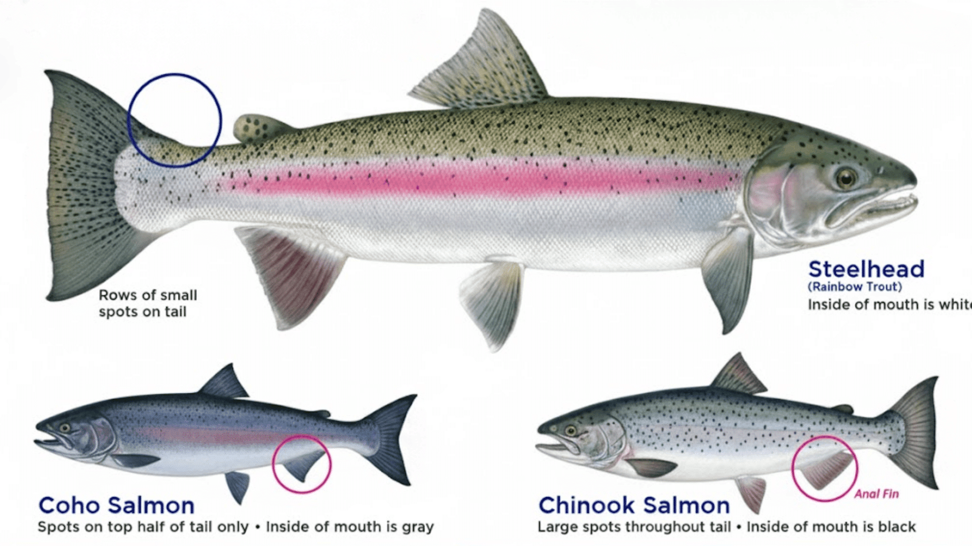 Differences Between Salmon and Steelhead