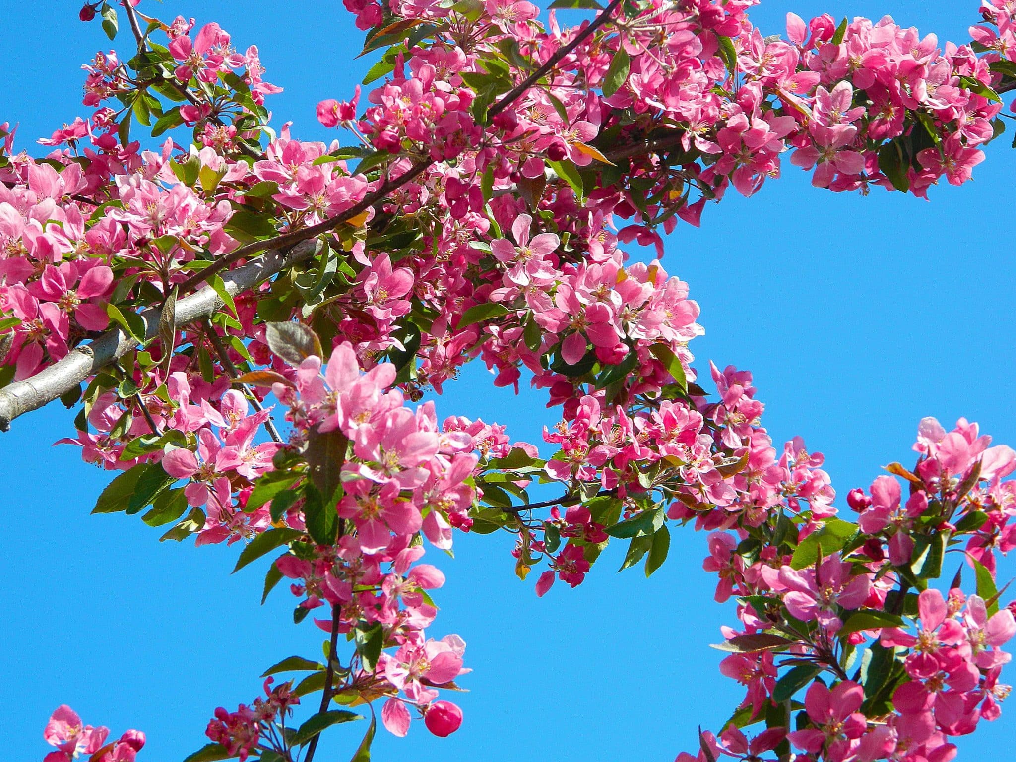 How Big Do Crabapple Trees Get?