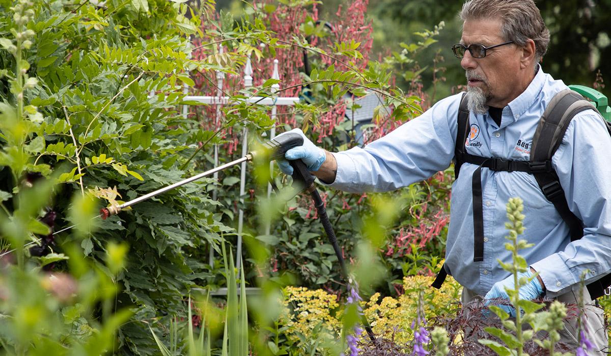 Pest control professional spraying liquid on green garden bushes