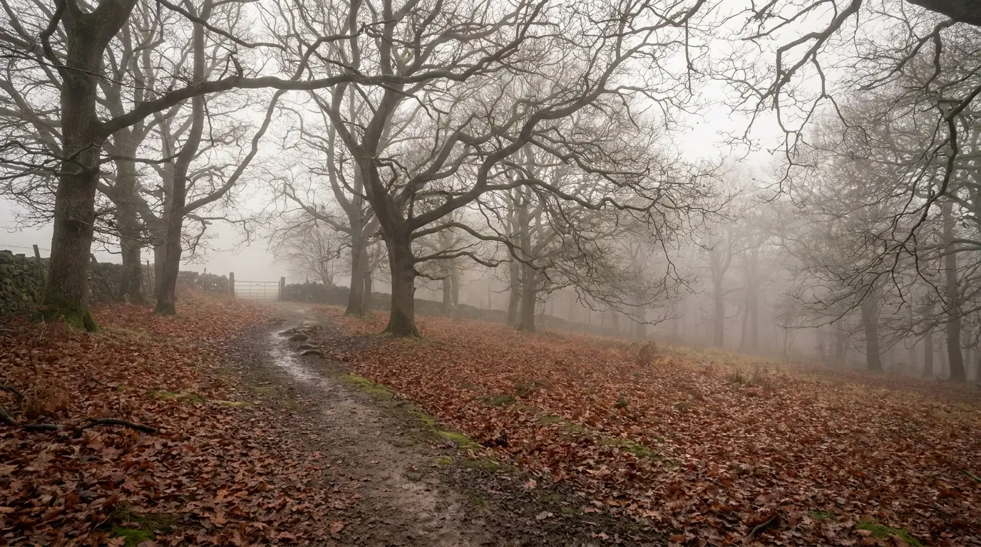 Foggy forest trail with bare oak trees and fallen leaves in autumn atmosphere