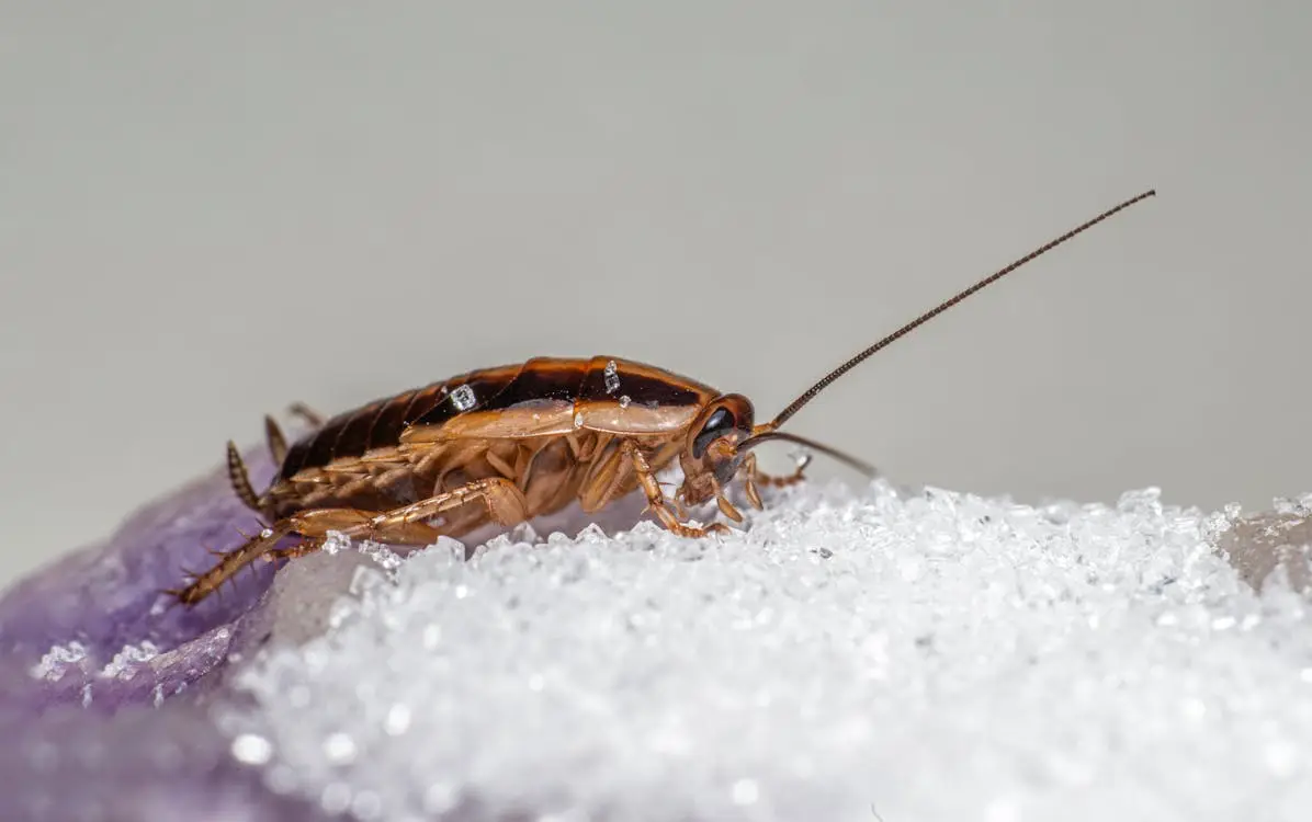 Brown cockroach on white crystalline surface in close-up view