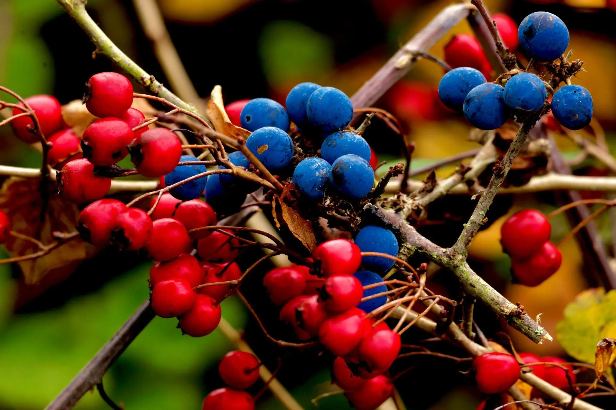 Red and blue berries clustered on branches with a blurred natural background