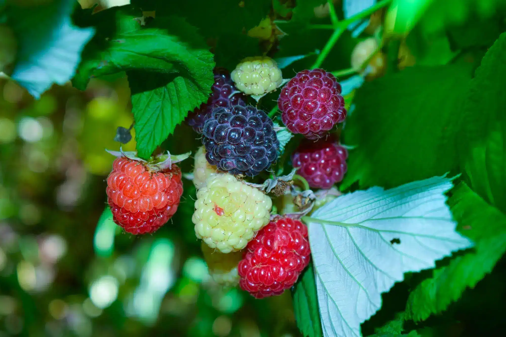 Ripe red and black raspberries on vine with green leaves in outdoor garden