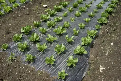 Rows of lettuce plants growing in an outdoor garden with black plastic mulch