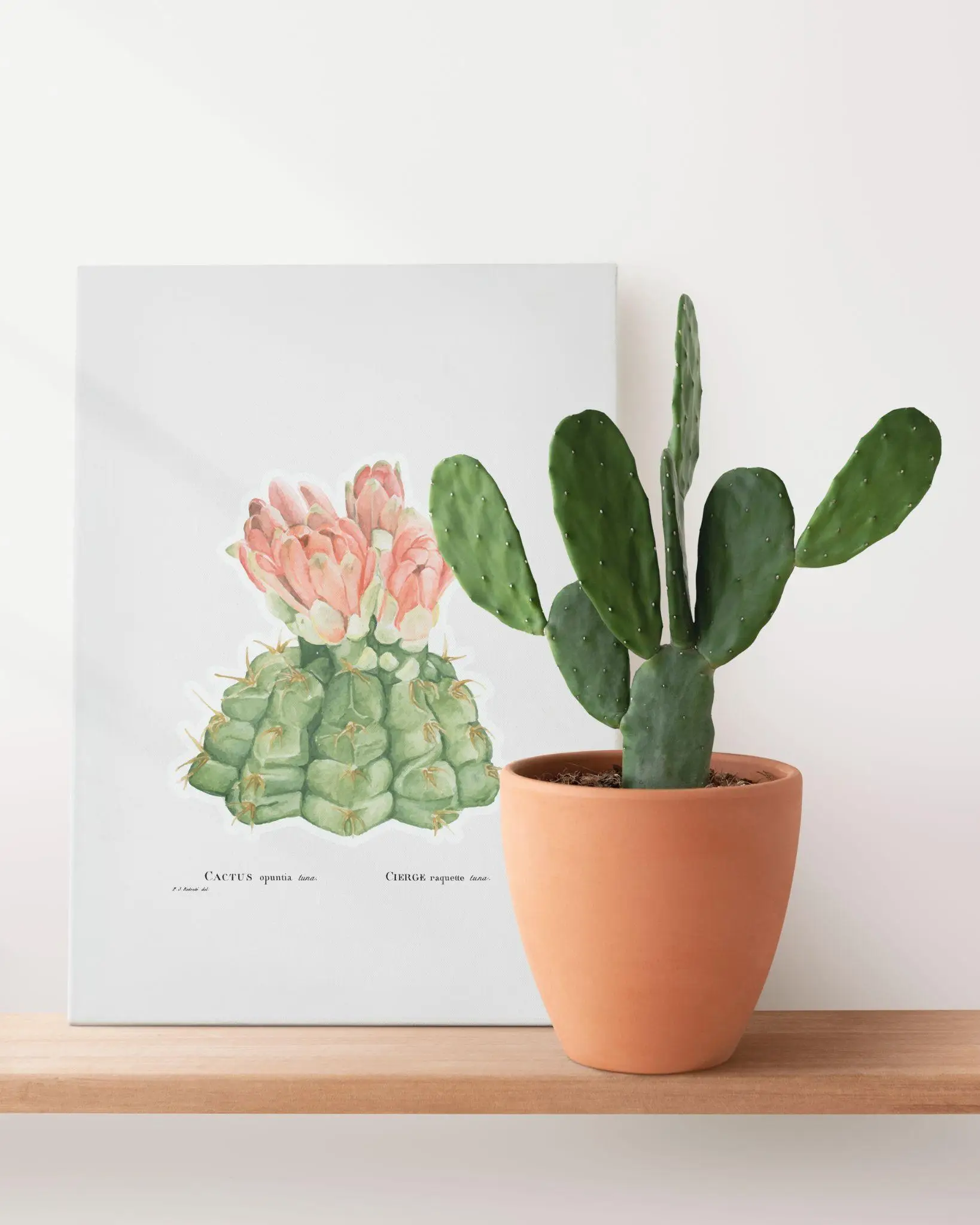 Potted cactus beside botanical print on wooden shelf against white wall