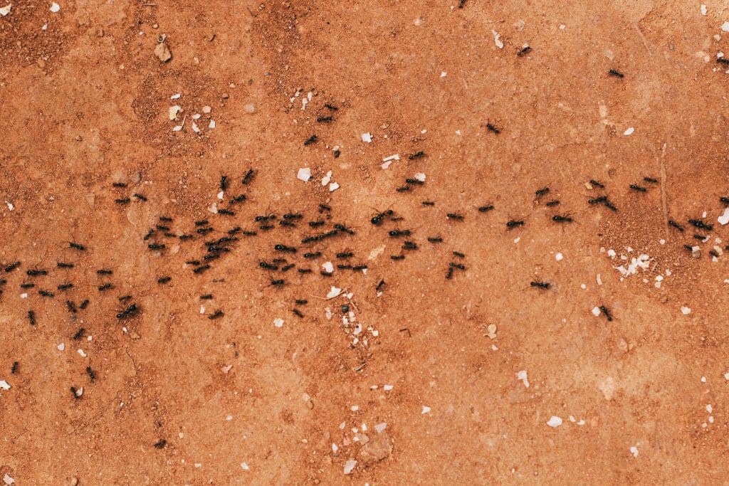 Why Ants Target Kitchens and What You Can Do