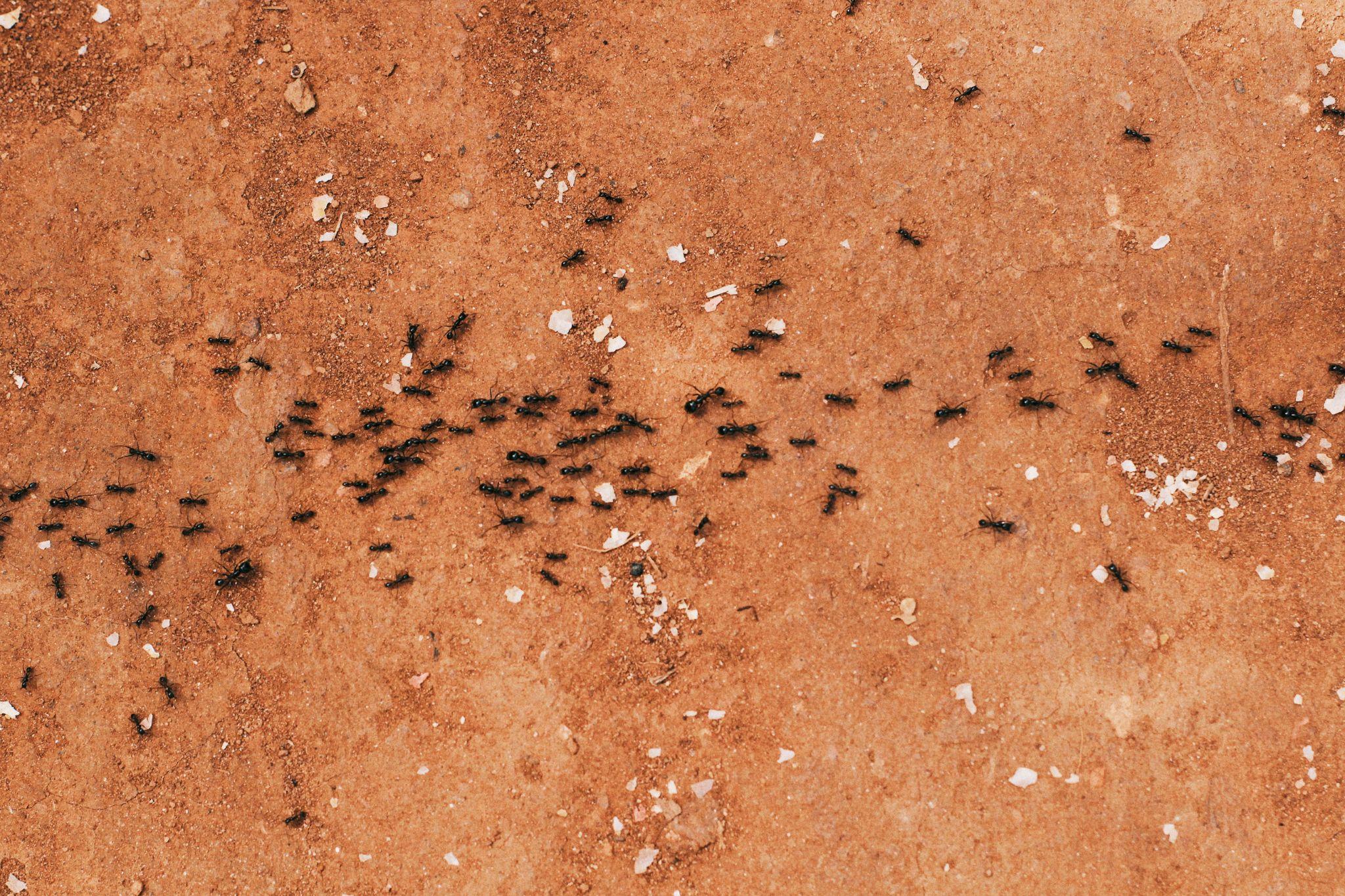 Why Ants Target Kitchens and What You Can Do