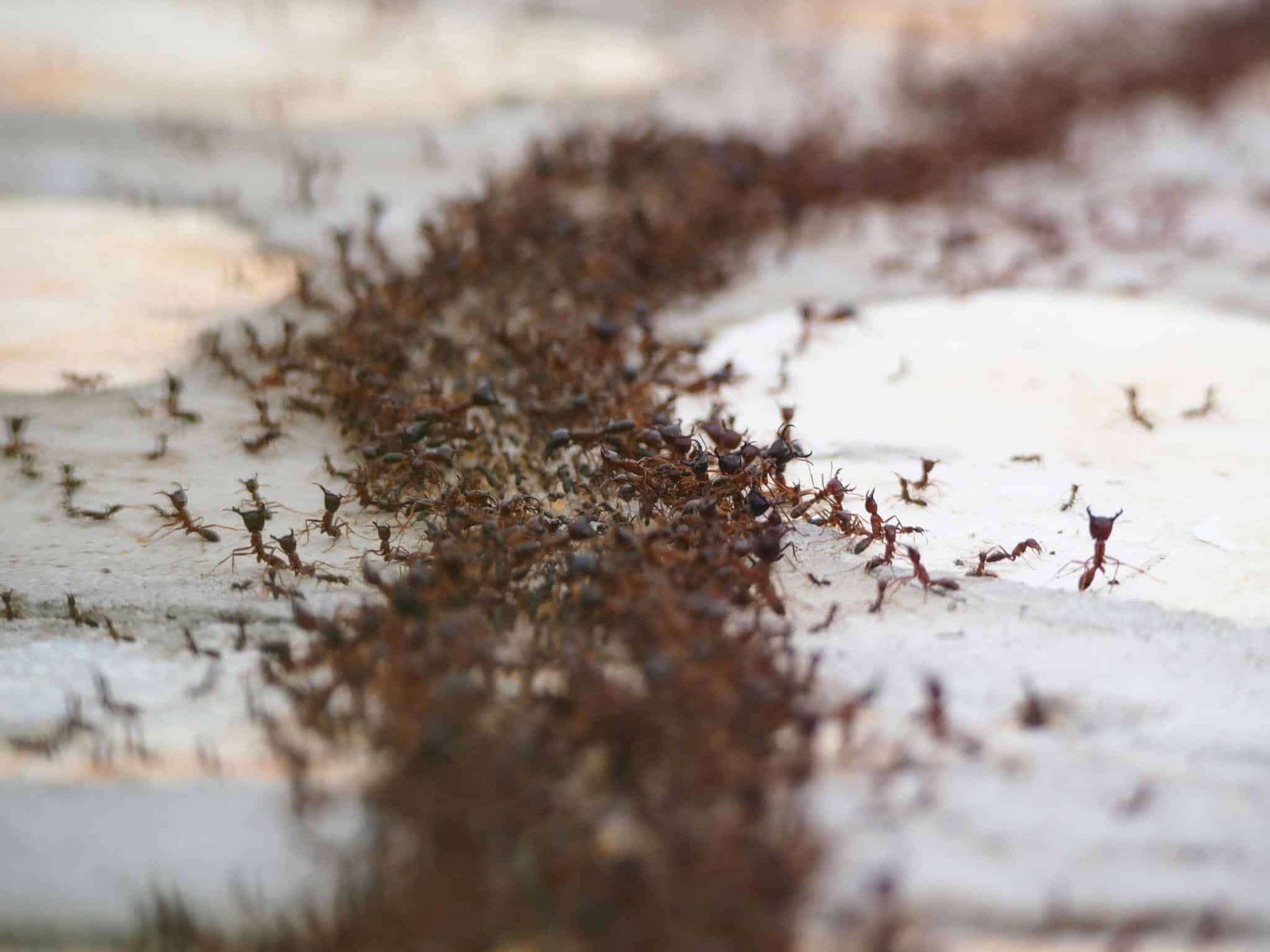 When Professional Ant Control Makes Sense