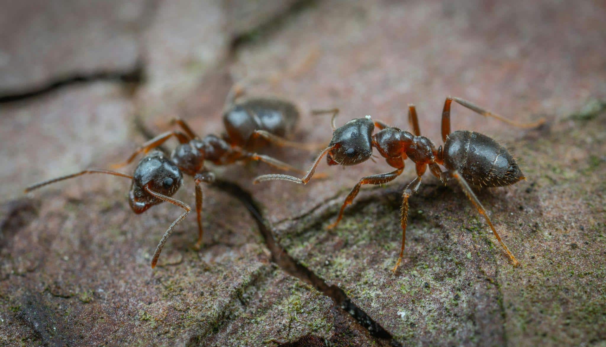 Sugar Ants and Grease Ants