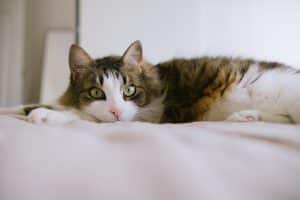 What to Know Before Trying CBD for Cats?