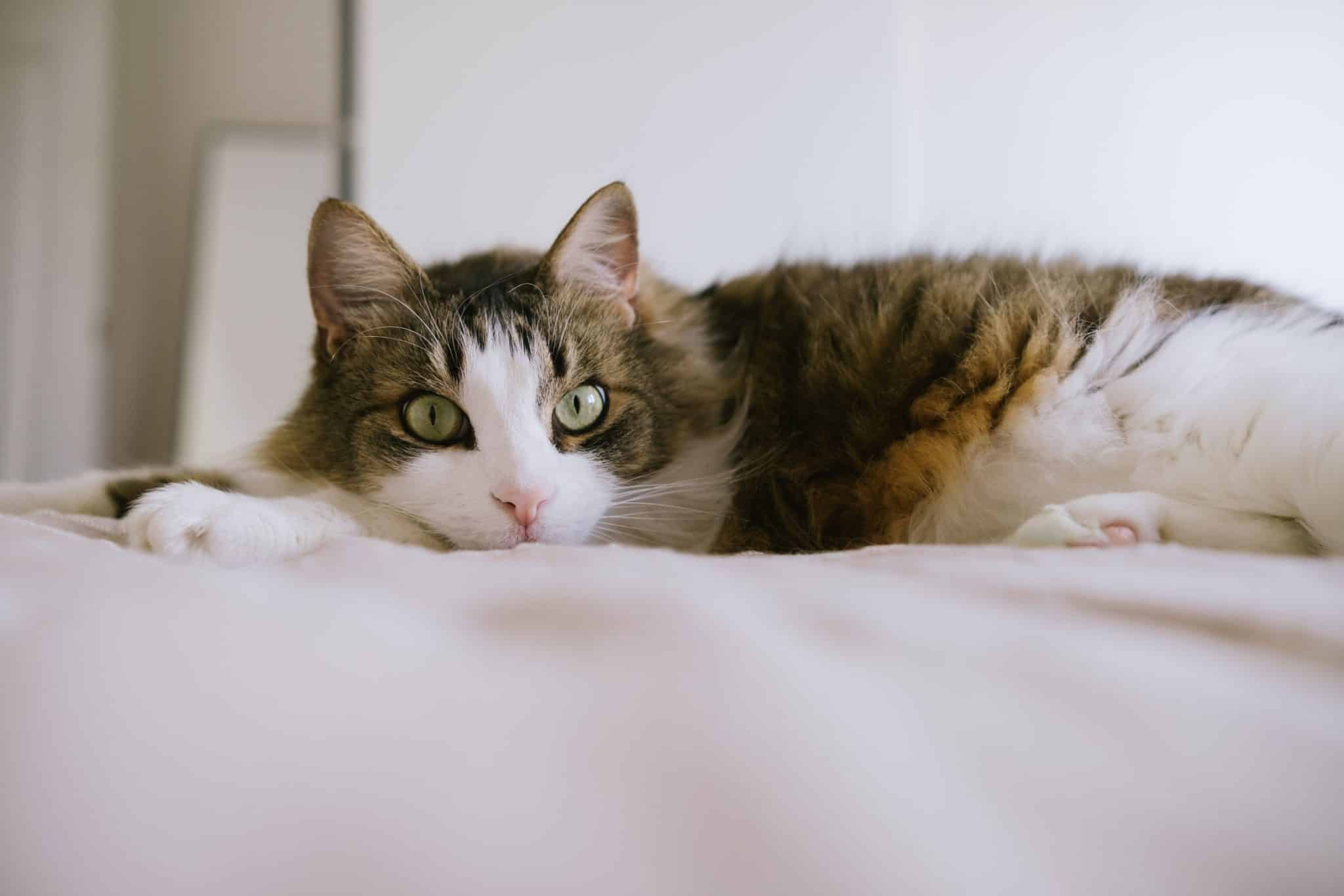 What to Know Before Trying CBD for Cats?