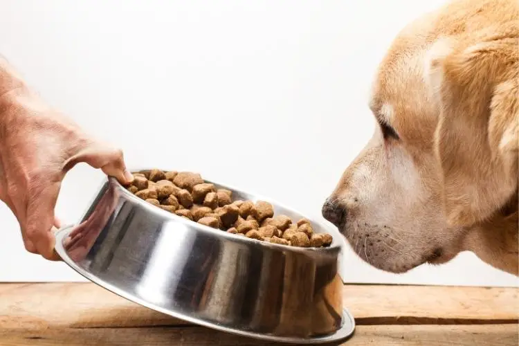 Hand offering a stainless steel bowl of dog food to a curious dog indoors