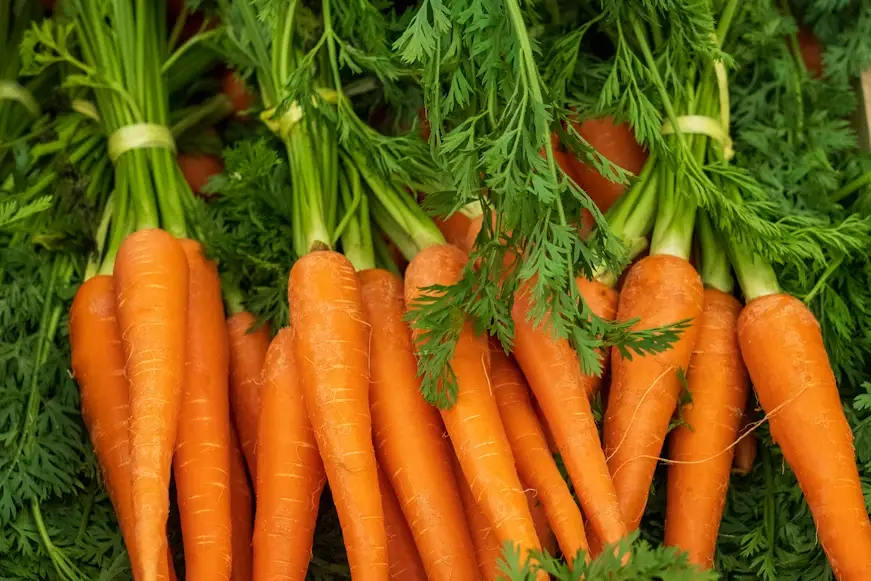 Fresh bunches of carrots with green tops arranged closely together