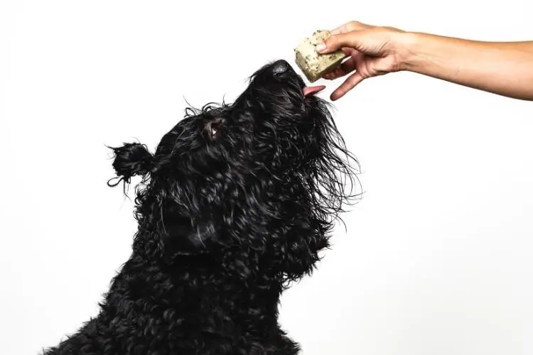 Black dog reaching for treat from hand against white background