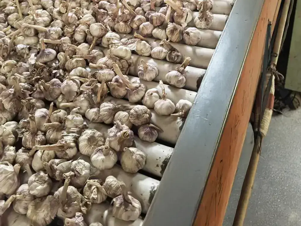 Bundles of garlic bulbs drying on metal rollers in a rustic setting