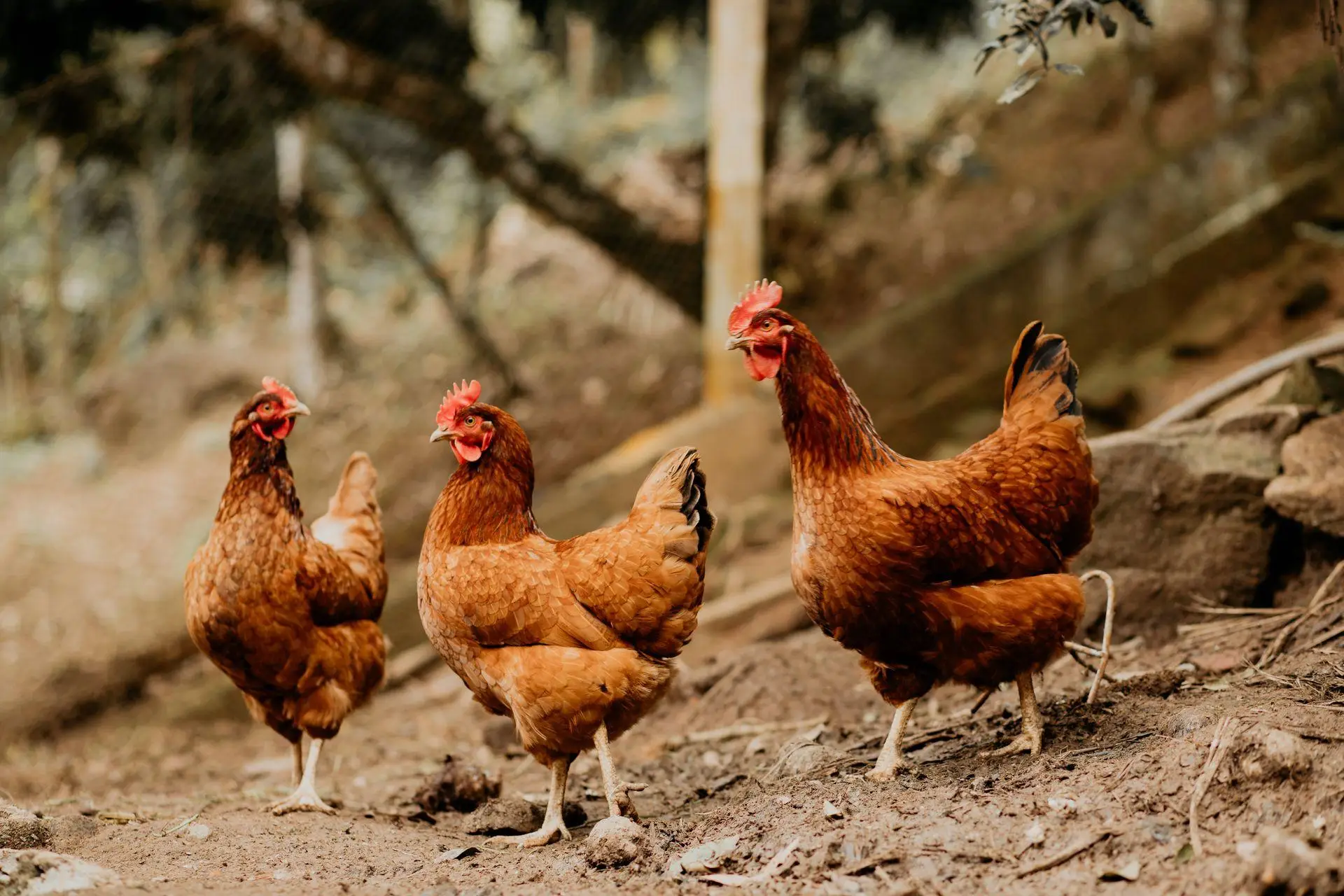 Three brown chickens standing on dirt in outdoor farm enclosure