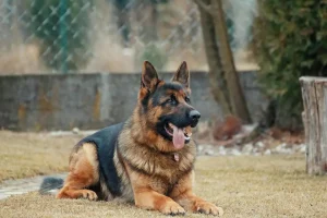 German shepherd lying on grass in a backyard with trees and fence in background