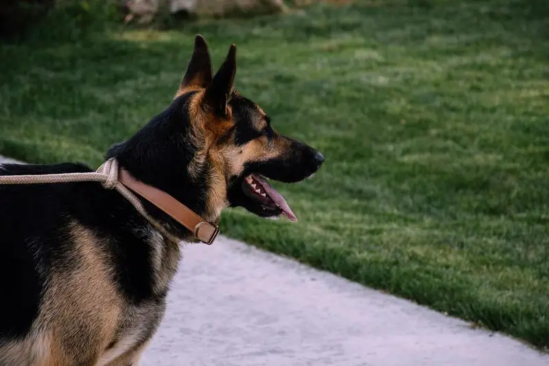 German Shepherd on a leash standing on grassy lawn beside concrete path