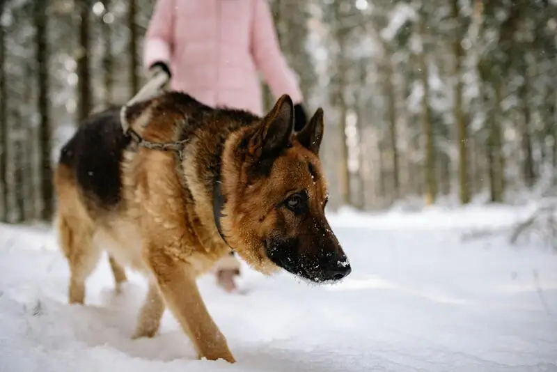 German Shepherd walking on snowy forest path with person in pink coat