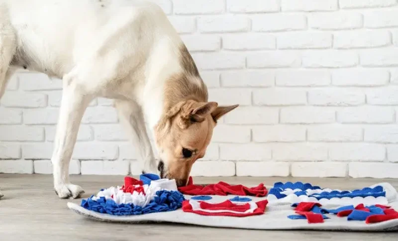 Dog sniffing colorful puzzle mat in front of white brick wall