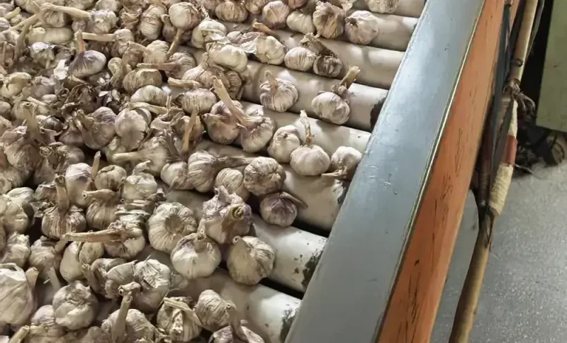 Bundles of garlic bulbs drying on metal rollers in a rustic setting