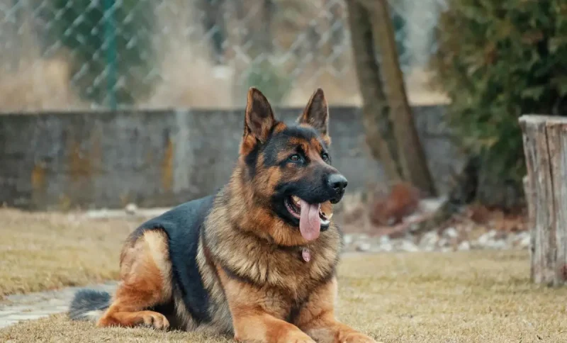German shepherd lying on grass in a backyard with trees and fence in background