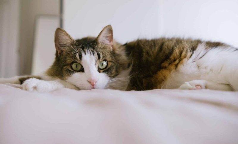 What to Know Before Trying CBD for Cats?