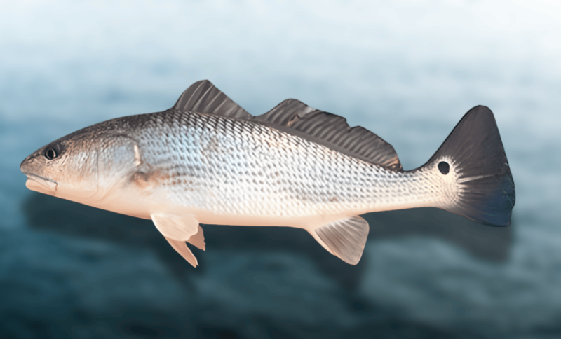 red-drum-fish-taste