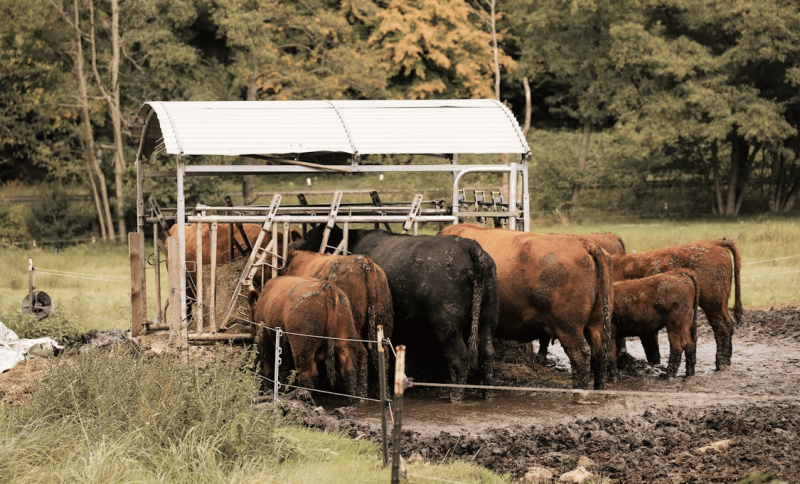 The Growing Popularity of Sustainable and Ethical Food Sources