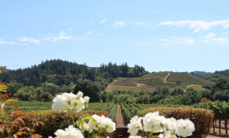 World-Class Wine Havens to Visit